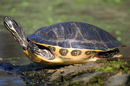 Coastal plain cooter